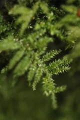 Eurhynchium angustirete
