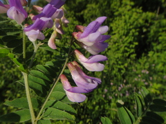 Vicia cassubica