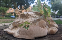 Vanderbylia robiniophila