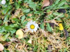 Bellis perennis