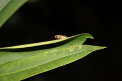 Neoblattellini