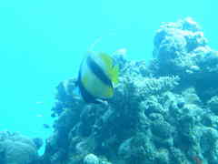 Heniochus intermedius