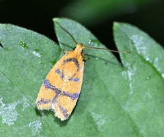 Adoxophyes privatana