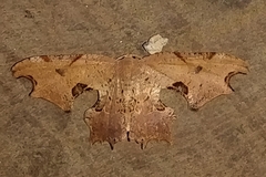 Calledapteryx dryopterata