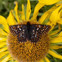 Euphydryas anicia brucei