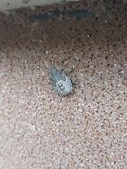 Rhaphigaster nebulosa