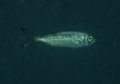 Arripis georgiana