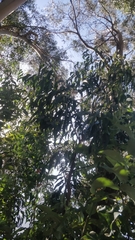 Eucalyptus globulus image