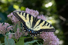 Papilio glaucus glaucus