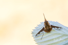 Bombylius major