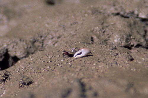 Beating Fiddler Crab