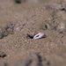 Beating Fiddler Crab - Photo (c) Michael Rosenberg, some rights reserved (CC BY-NC)