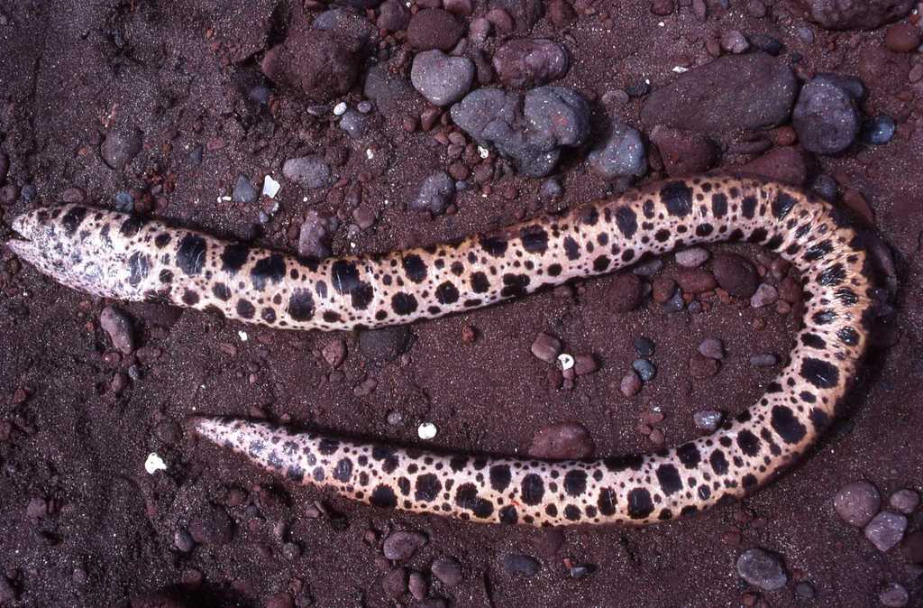 Spotted Snake Moray