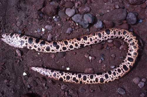 Scuticaria tigrina