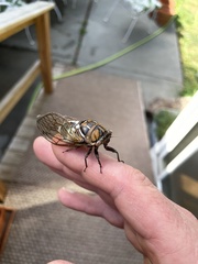 Megatibicen dorsatus