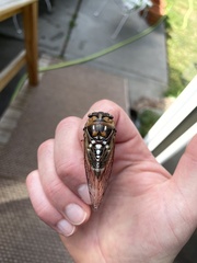 Megatibicen dorsatus