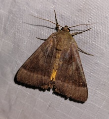 Catocala badia badia