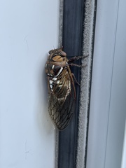 Megatibicen dorsatus