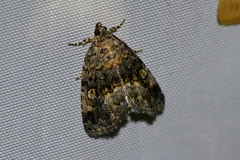 Protodeltote distinguenda