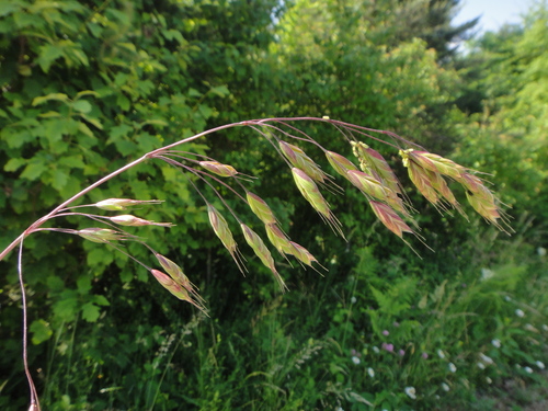 stoklas lúčny (Bromus commutatus)