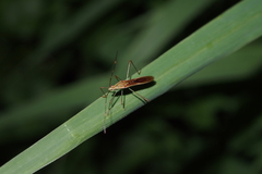 Leptocorisa acuta