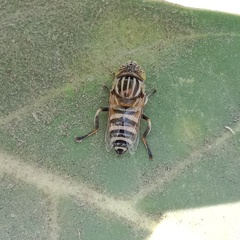 Eristalinus megacephalus