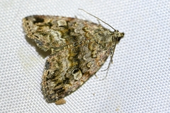 Protodeltote distinguenda