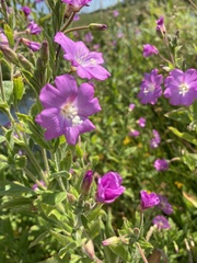 Epilobium hirsutum