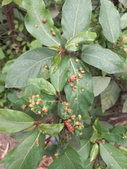 Anthocoptini