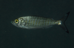 Arripis georgiana