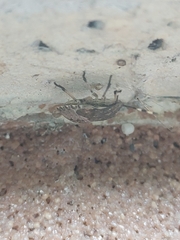 Rhaphigaster nebulosa