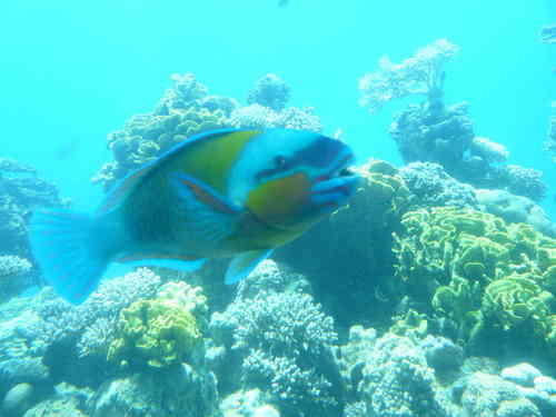 Chlorurus sordidus