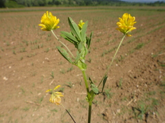 Trifolium patens