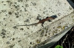 Podarcis muralis