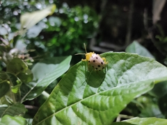 Podontia quatuordecimpunctata