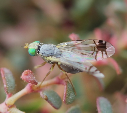 (Trupanea radifera)