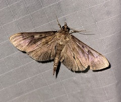 Herpetogramma sphingealis