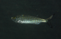 Arripis georgiana