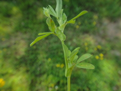 Trifolium patens