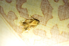 Cosmia diffinis