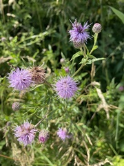 Cirsium arvense