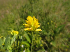 Trifolium patens