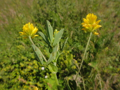 Trifolium patens