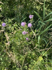 Cirsium arvense