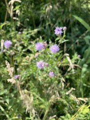 Cirsium arvense