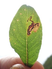 Stigmella salicis
