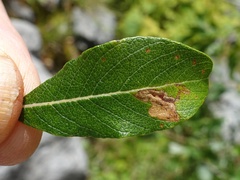Stigmella salicis