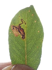 Stigmella salicis