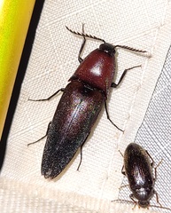 Parallelostethus attenuatus