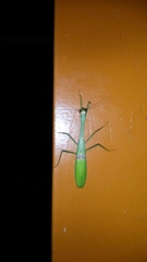 Stagmatoptera binotata